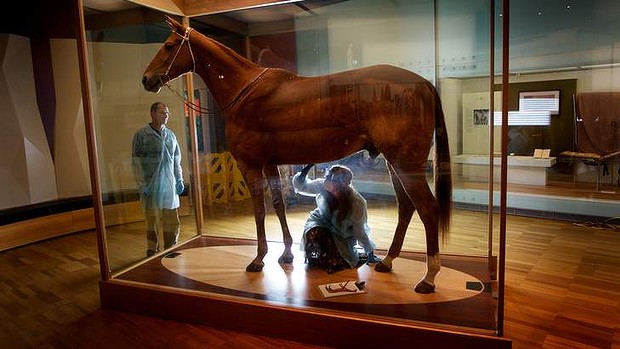 Konzervátorka Sarah Babisterová vykonává v Melbourne Muzeu prohlídku Phar Lapa uvnitř skleněné vitríny, zatímco preparátor Kym Haines přihlíží. Foto: Simon O'Dwyer 