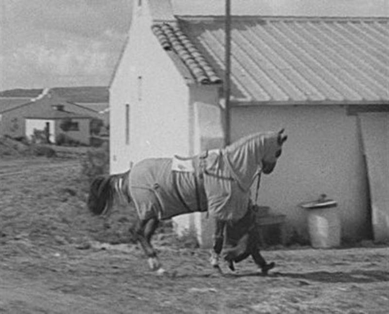 Tommy Woodcock vede Phar Lapa na tréninkovou dráhu v Aqua Caliente v roce 1932. 